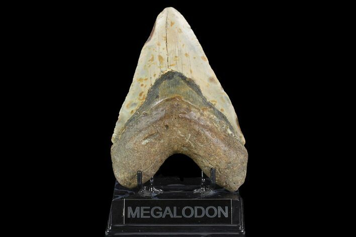 Huge, Fossil Megalodon Tooth - North Carolina #124940
